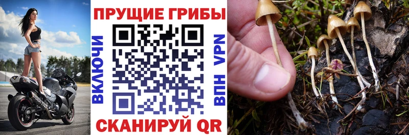 OMG зеркало  Жуков  Галлюциногенные грибы MAGIC MUSHROOMS 